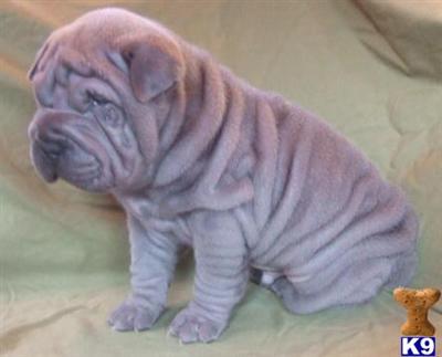 Chinese Shar-Pei Puppies